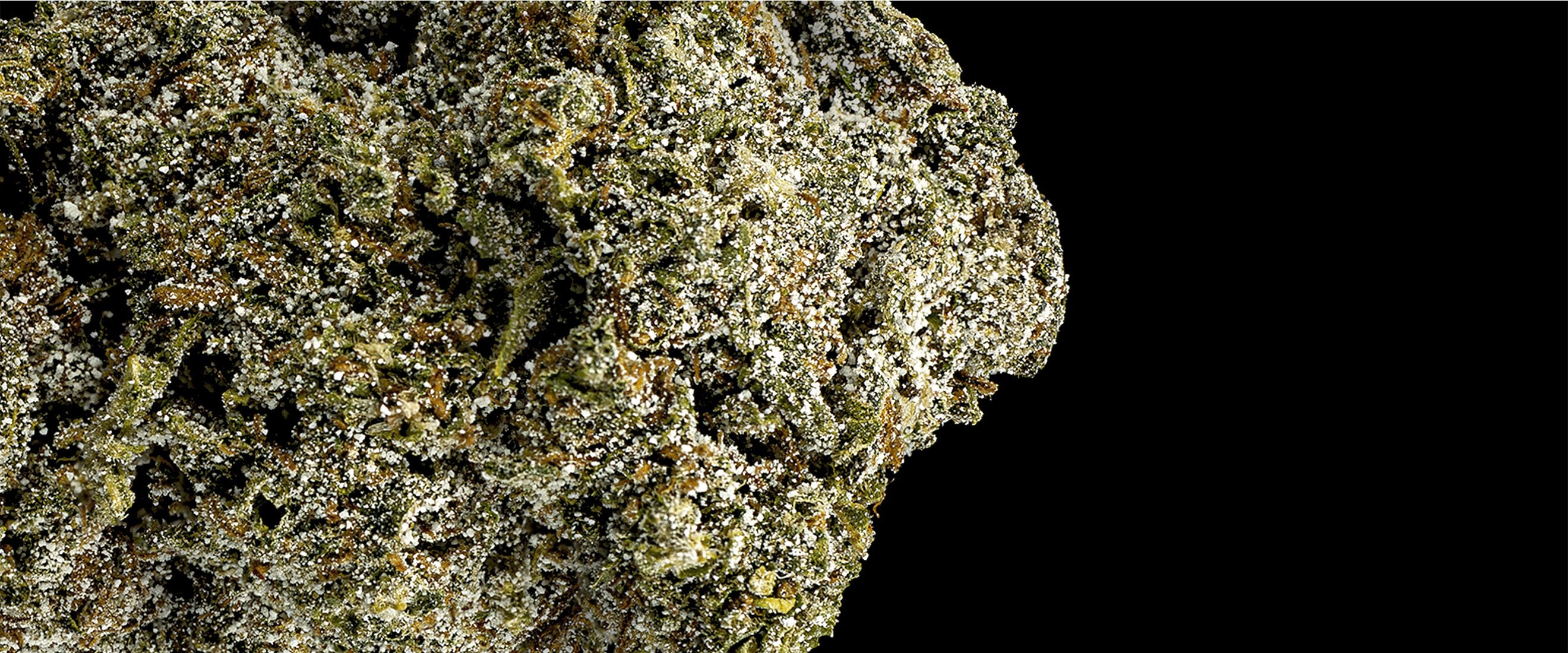 Cannabis topskud også kendt som skunk, buds, blomster og nugs