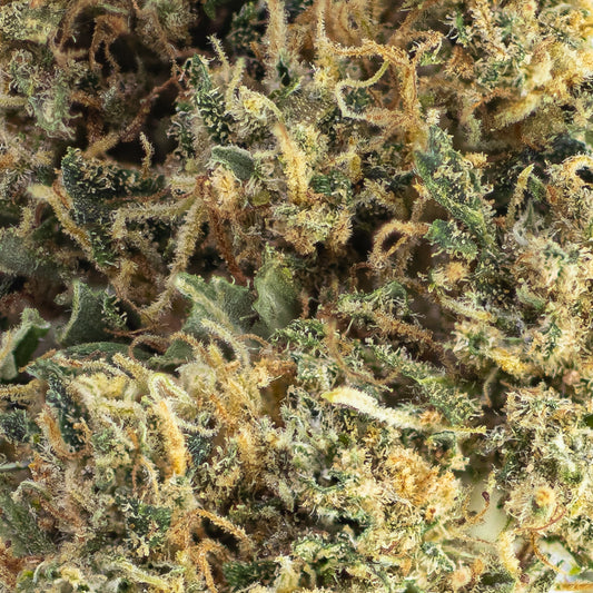 Makrobillede af Bangkok Haze-blomst, der viser fine trichomer, grønne blade og gyldne pistiller i detaljeret struktur.