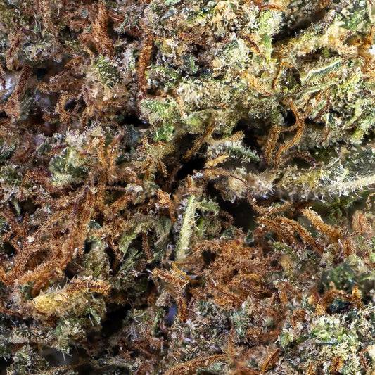 Makrobillede af Bazooka-blomst, der viser tætte trichomer, dybgrøn farve og fremtrædende pistiller i detaljeret struktur.