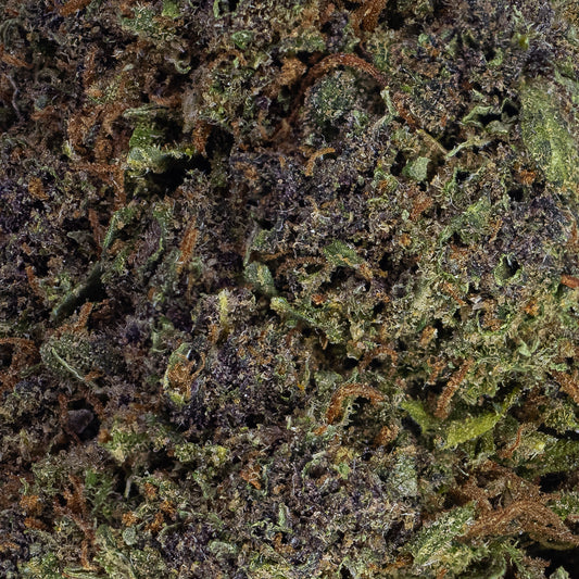 Makrofoto af blomstens overflade, hvor de tætte trichomer og dybe grøn-lilla nuancer træder tydeligt frem i fokus.