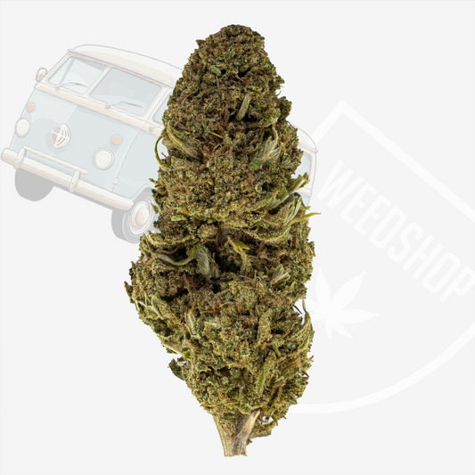 Nærbillede af et enkelt Funky Flower topskud med tydelige grønne farver, frostede trichomer og kompakt, kegleformet opbygning. Sort baggrund fremhæver blomstens detaljer og tekstur.