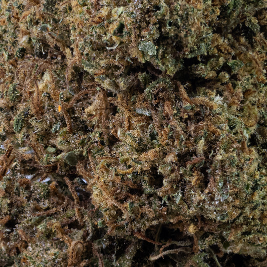 Nærbillede af Headshot Haze blomst med mørke nuancer, kompakt form og tydelig overfladestruktur.