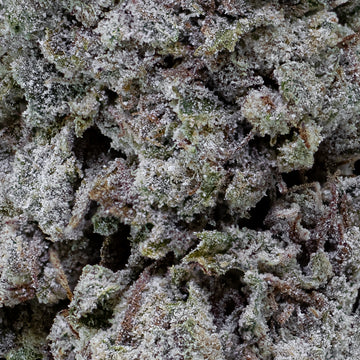 Makro-nærbillede af Snow Kush Glasshouse med tydelige trichomer, grønne og lilla farvefelter og teksturrig overflade. Fremhæver harpiksdækning og dyrkningskvalitet.
