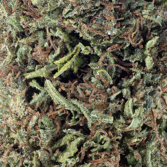 Makrobillede af Solsikken-topskud, der viser grønne blade og brune trichomer i detaljeret struktur.