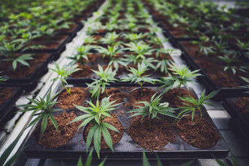 Teknikker og anvendelser inden for cannabisprodukter