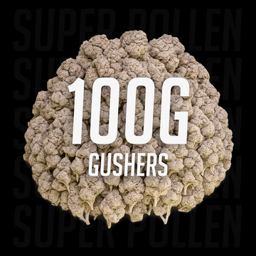 Gushers - 24% THCA 100g