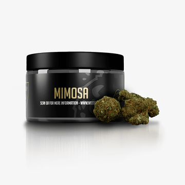 Mimosa - 14% CBD