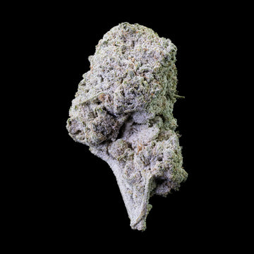Banana Kush 27% THCA med kraftig trichome-dækning