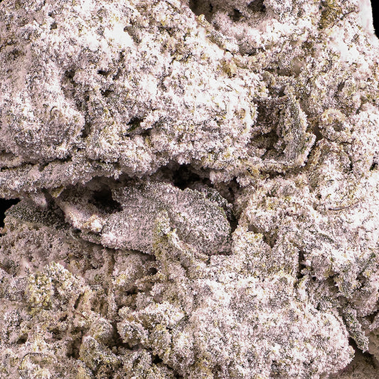 Dank Sinatra - 25% THCA