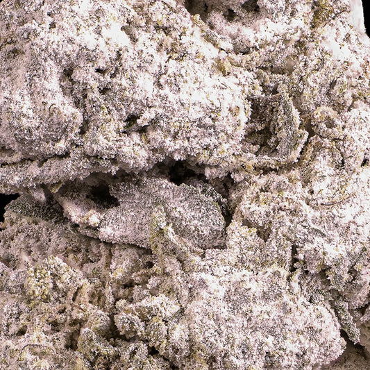 weedshop Dank Sinatra topskud closeup