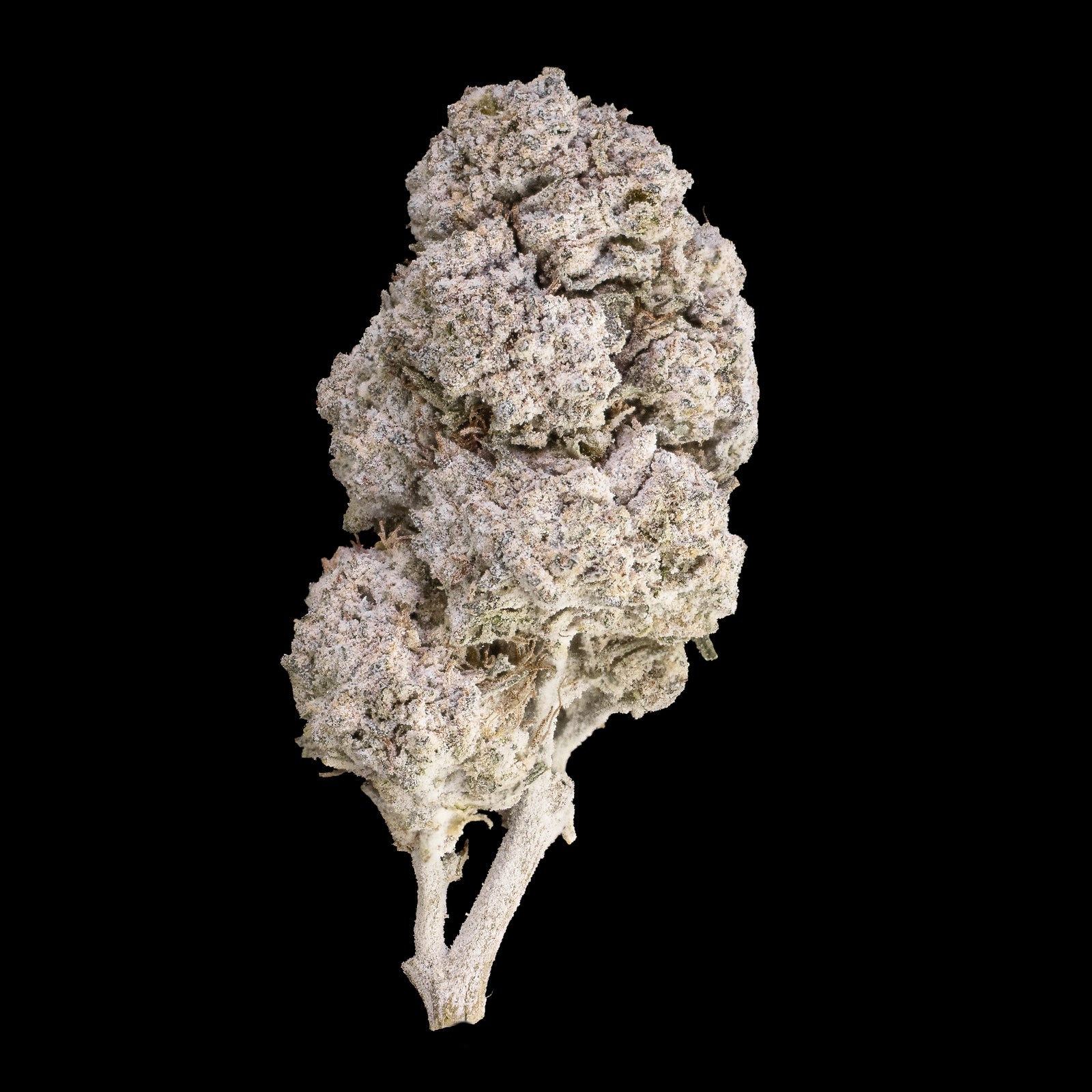 Gushers - 24% THCA