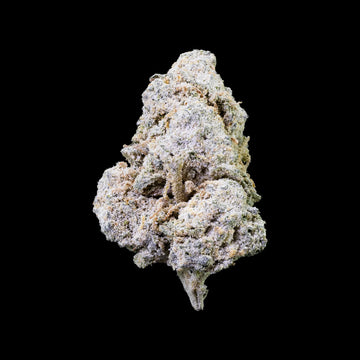 Kinky Kush 25% THCA med kraftig trichome-dækning
