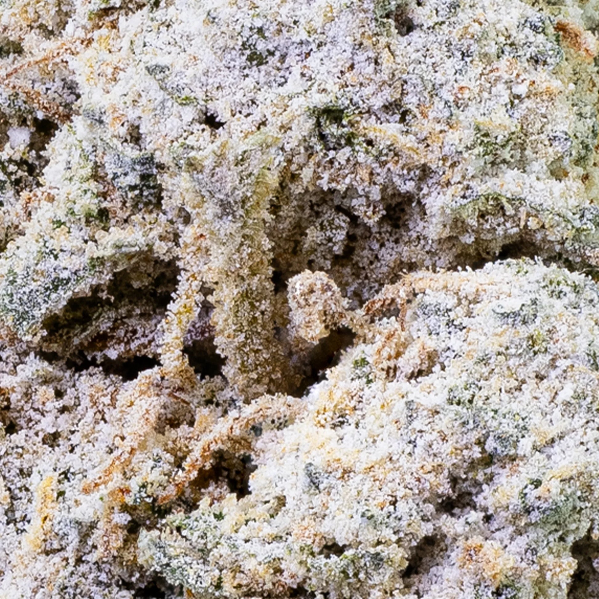 Frostet Kinky Kush THCA topskud med kompakt struktur
