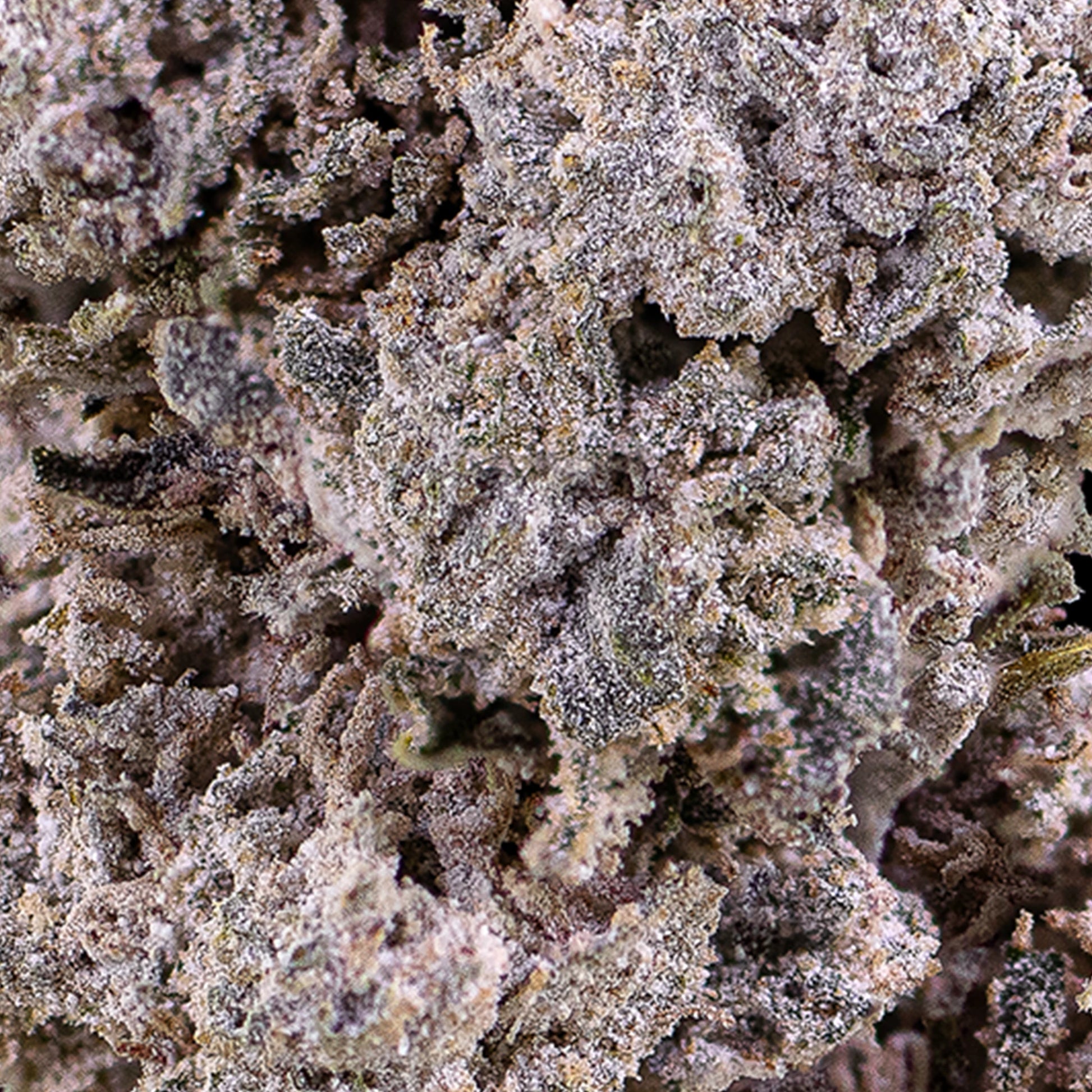Close-up of La Runtz 25% THCA bud with vibrant pistils and frosty crystalline texture
