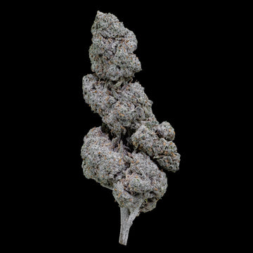 Papaya Runtz - 22% THCA