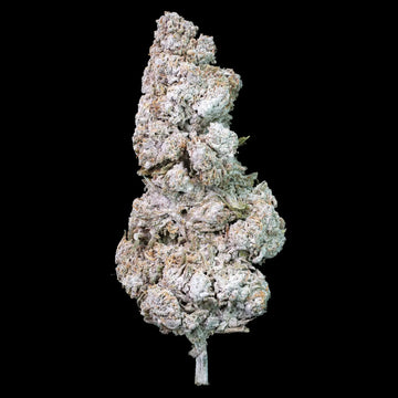 Purple Haze - 24% THCA
