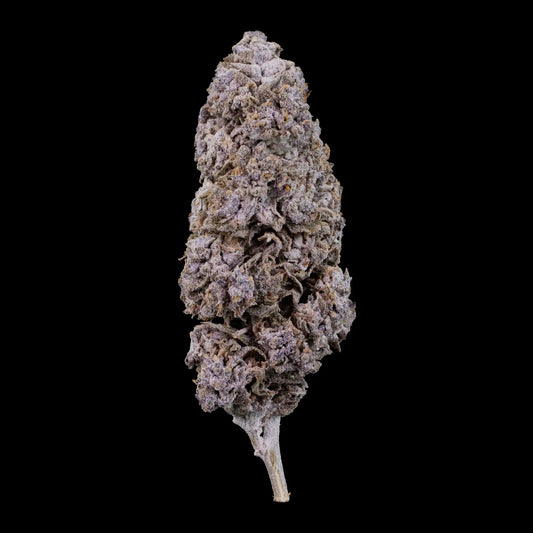 Purple Haze THCA flower with dense purple buds and heavy trichome coverage