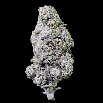 Royal Gorilla 27% THCA med kraftig trichome-dækning