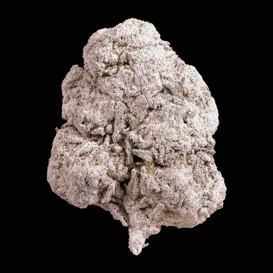 weedshop skunk 1 thca bud