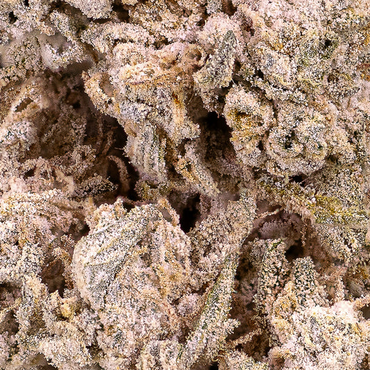 Stockholm Special 23% THCA