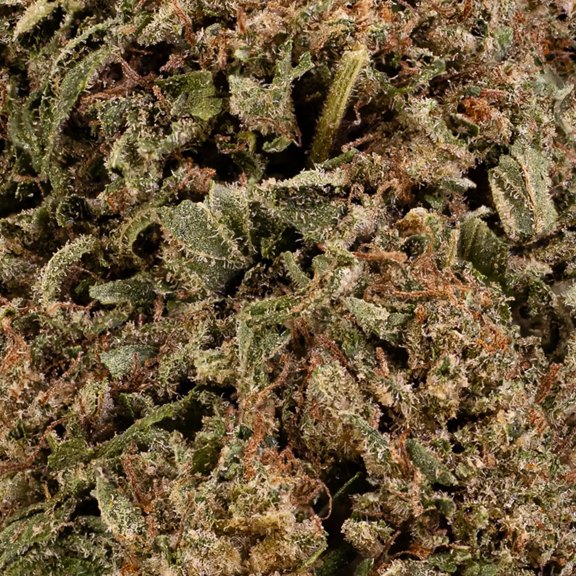 Close-up of Cereal Milk CBD bud showing orange pistils and trichome detail