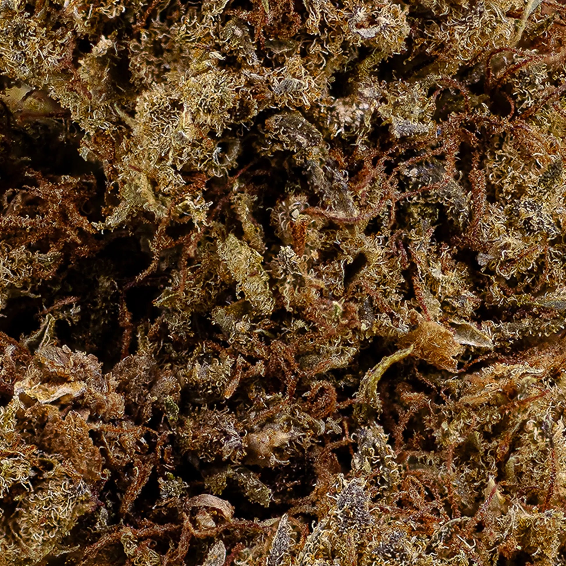 Close-up of Hippie Høst CBD bud showing orange pistils and natural trichome coverage