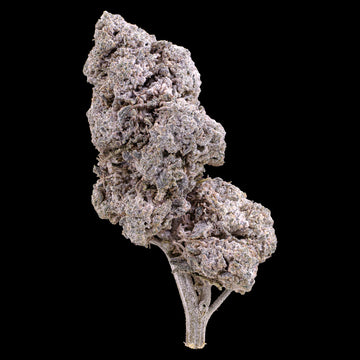 La Runtz 25% THCA Cali-inspired flower with purple hues and dense trichome coverage