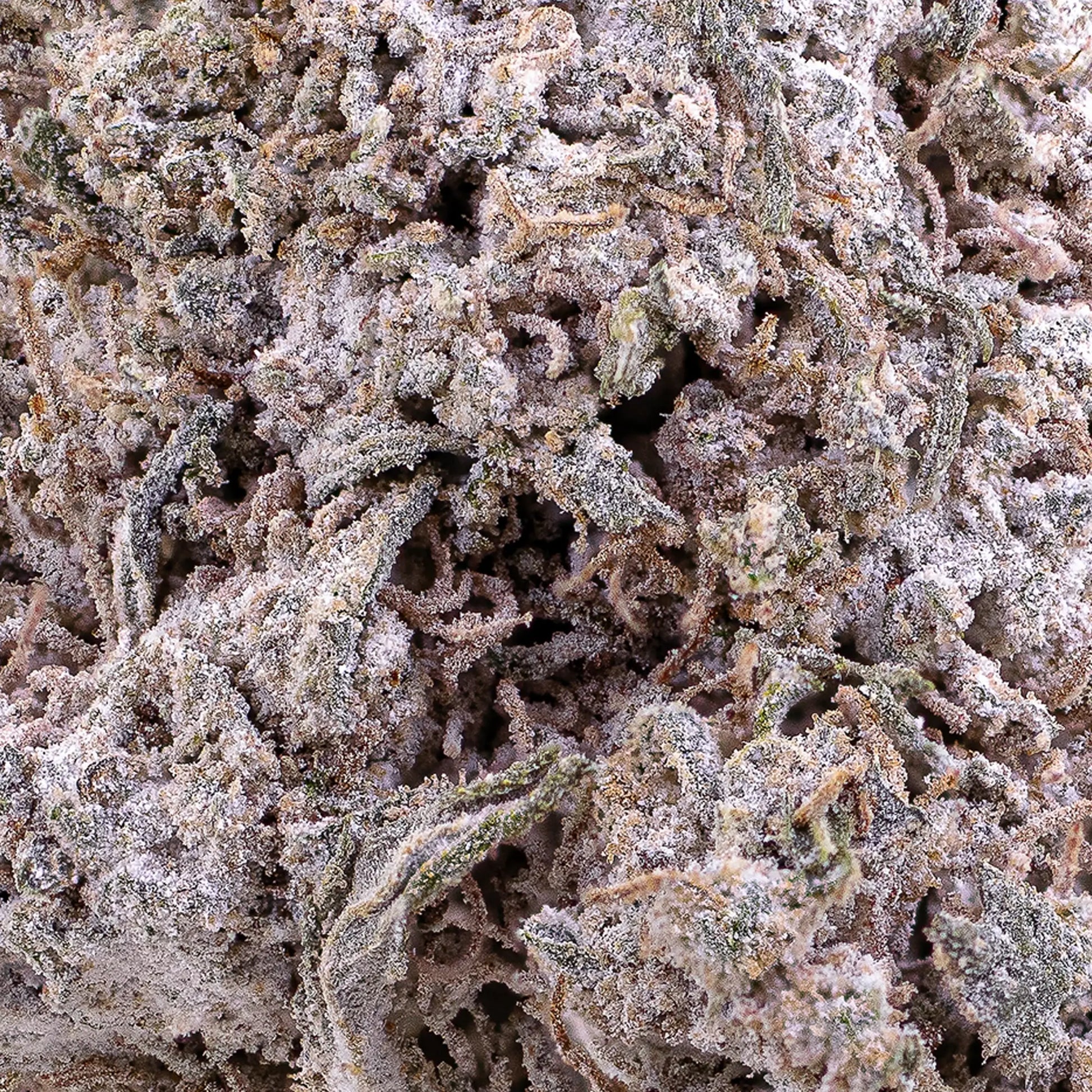 Close-up of Odense O.G. THCA bud showing frosted resin structure
