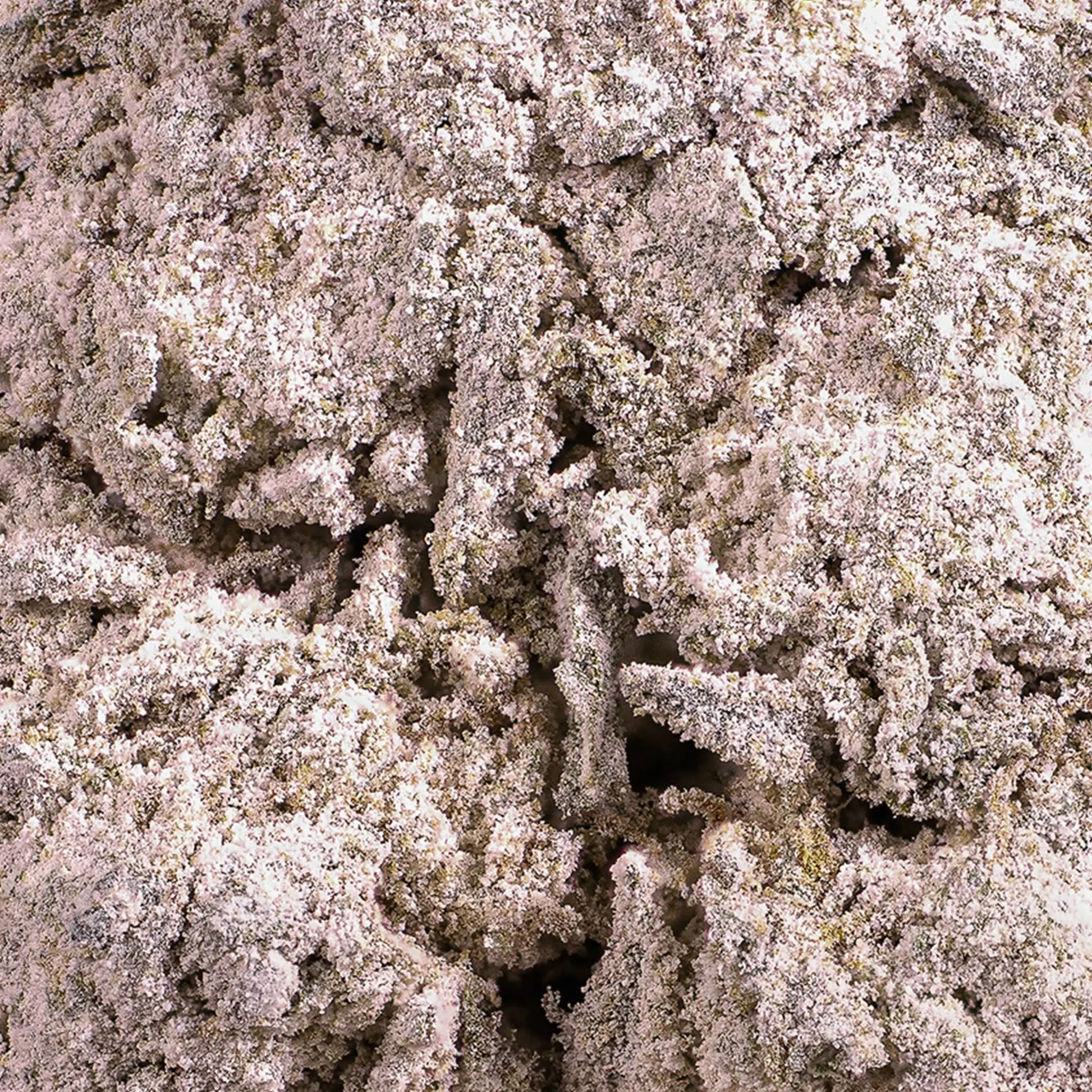 Close-up of Skunk 1 THCA bud showing crystal coverage and classic skunky structure