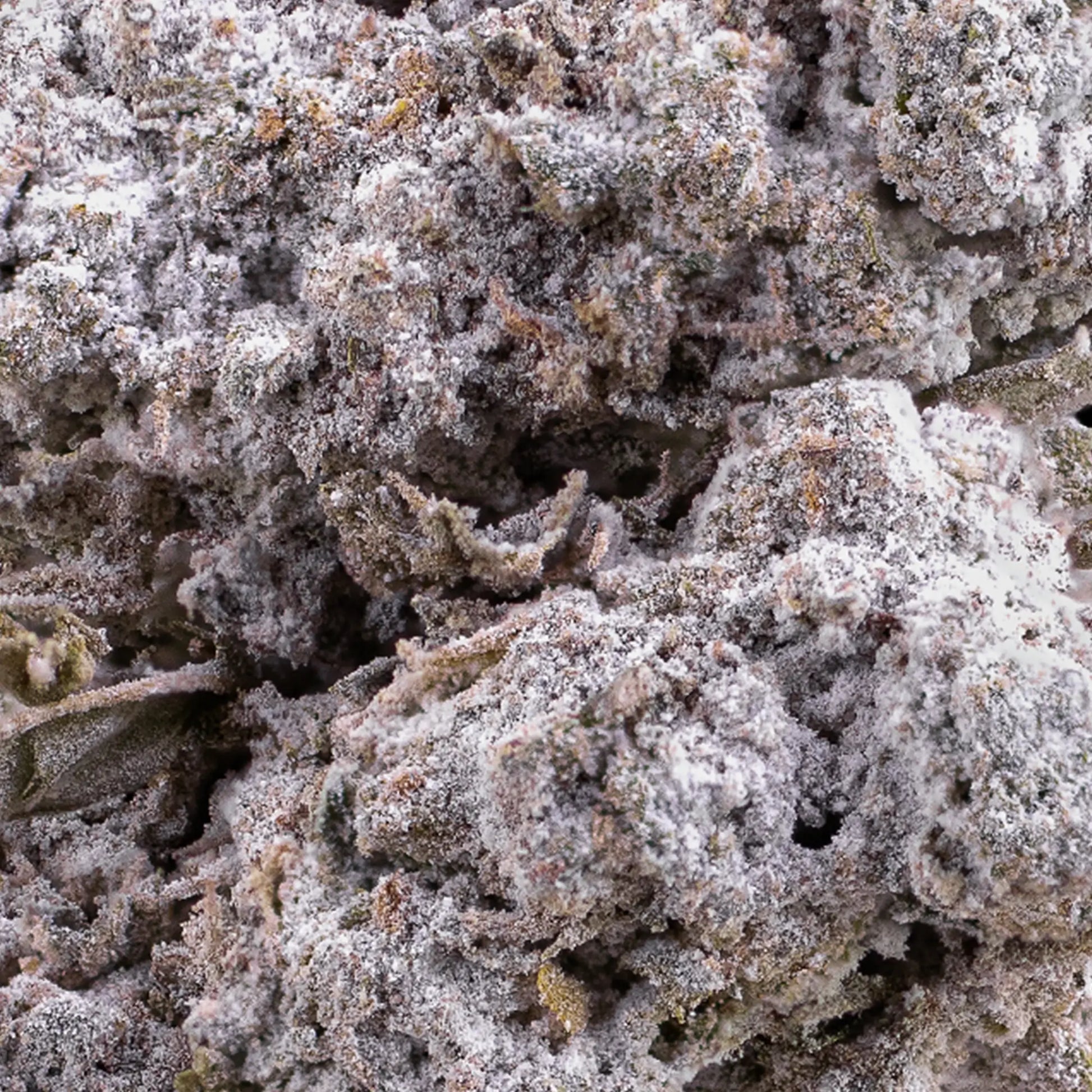 Close-up of Tiger King THCA bud showing dense structure and trichome coverage