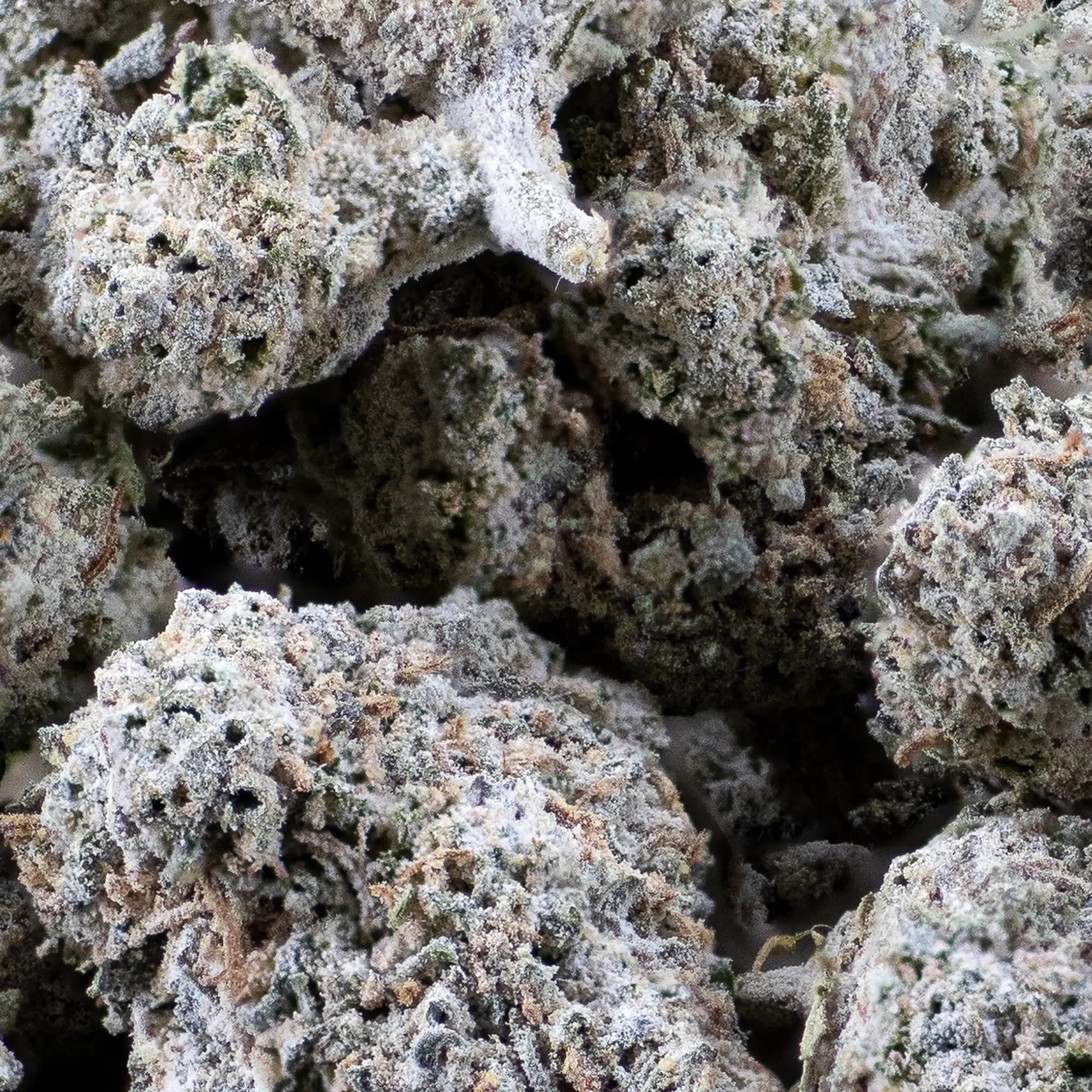 Close-up of White Widow THCA flower showing compact structure and classic resin-rich hybrid profile
