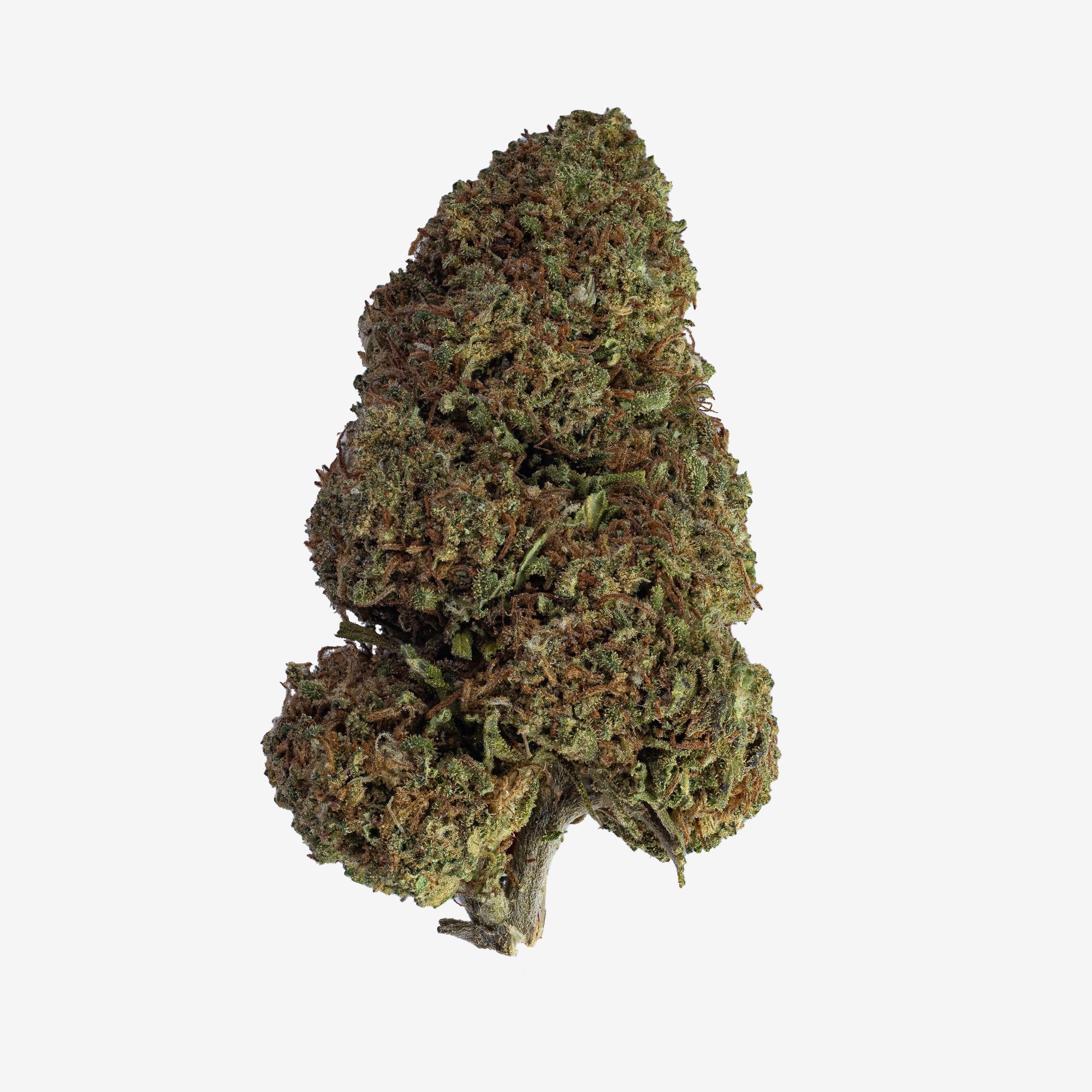Kompakt, kegleformet bud med levende grønne blade og tydelige orange tråde, der fremhæver den indica-dominerede genetik.