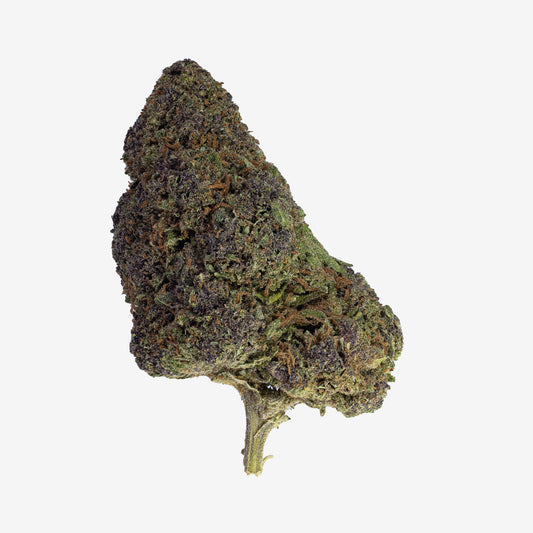 Nærbillede af Chronic Haze-topskud med mørkegrønne og lilla nuancer, dækket af ravfarvede trichomer mod lys baggrund.