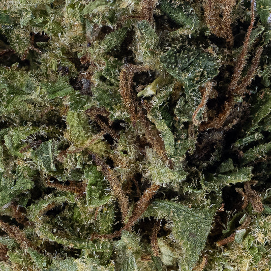 Gelato small buds med tæt struktur, dyb grøn farve og tydelige orange pistiller. Kompakte topskud dyrket i italiensk glasshouse.