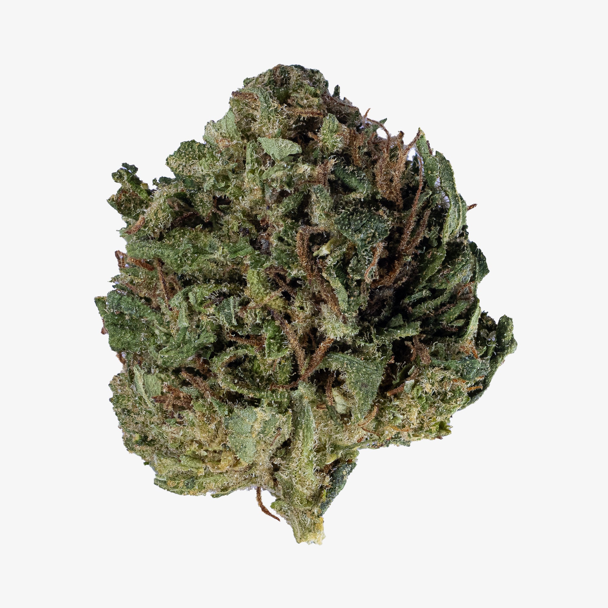 Gelato small buds med tæt struktur, dyb grøn farve og tydelige orange pistiller. Kompakte topskud dyrket i italiensk glasshouse.
