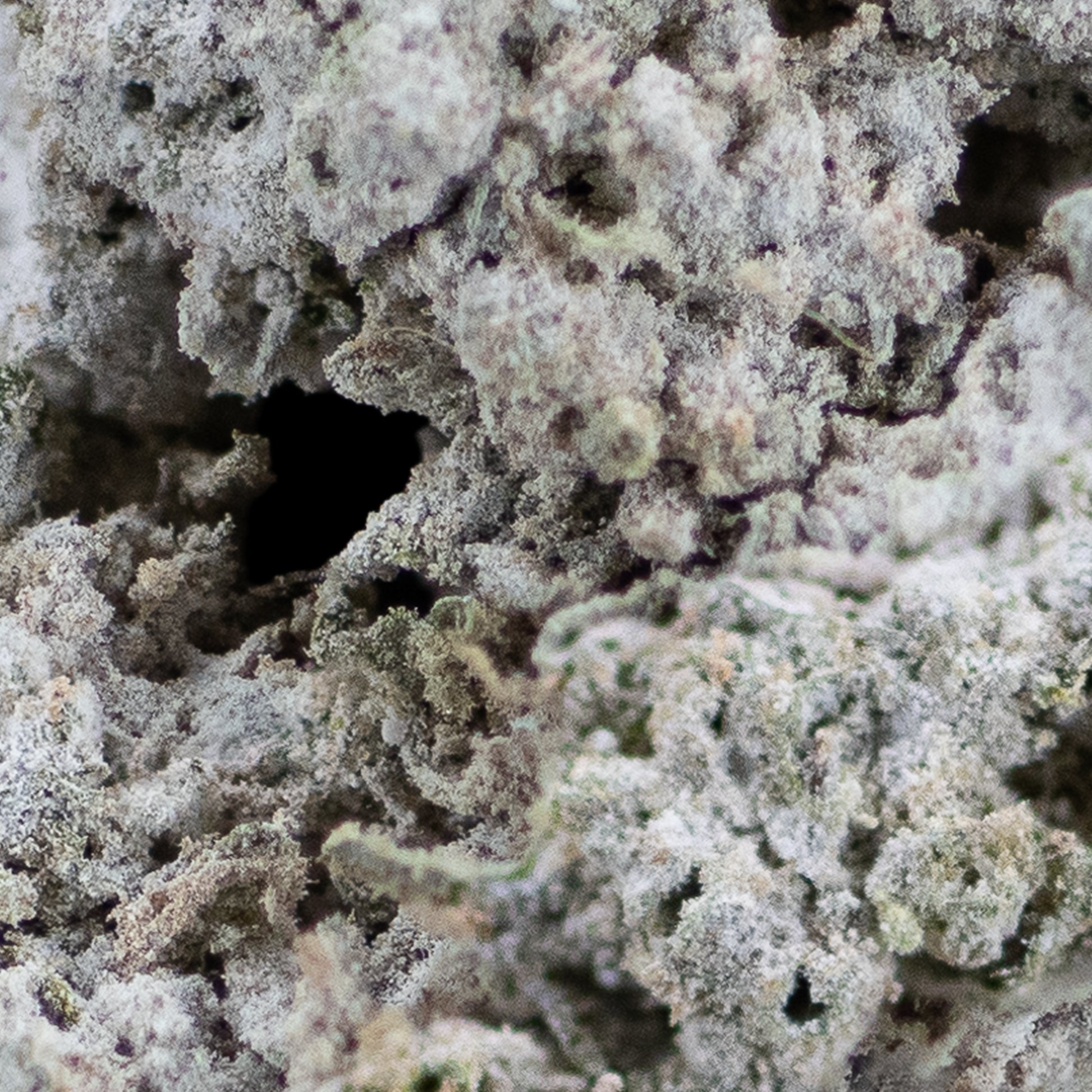 Et makrobillede af et kompakt cannabis-topskud dækket af tætte trichomer med frostet overflade, domineret af grågrønne nuancer og let lilla toner.