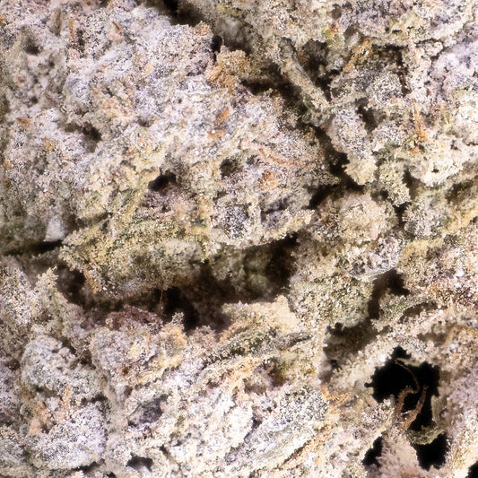 Close-up af Half Baked blomst med synlige trichomer, dybe farver og krystalliseret struktur.