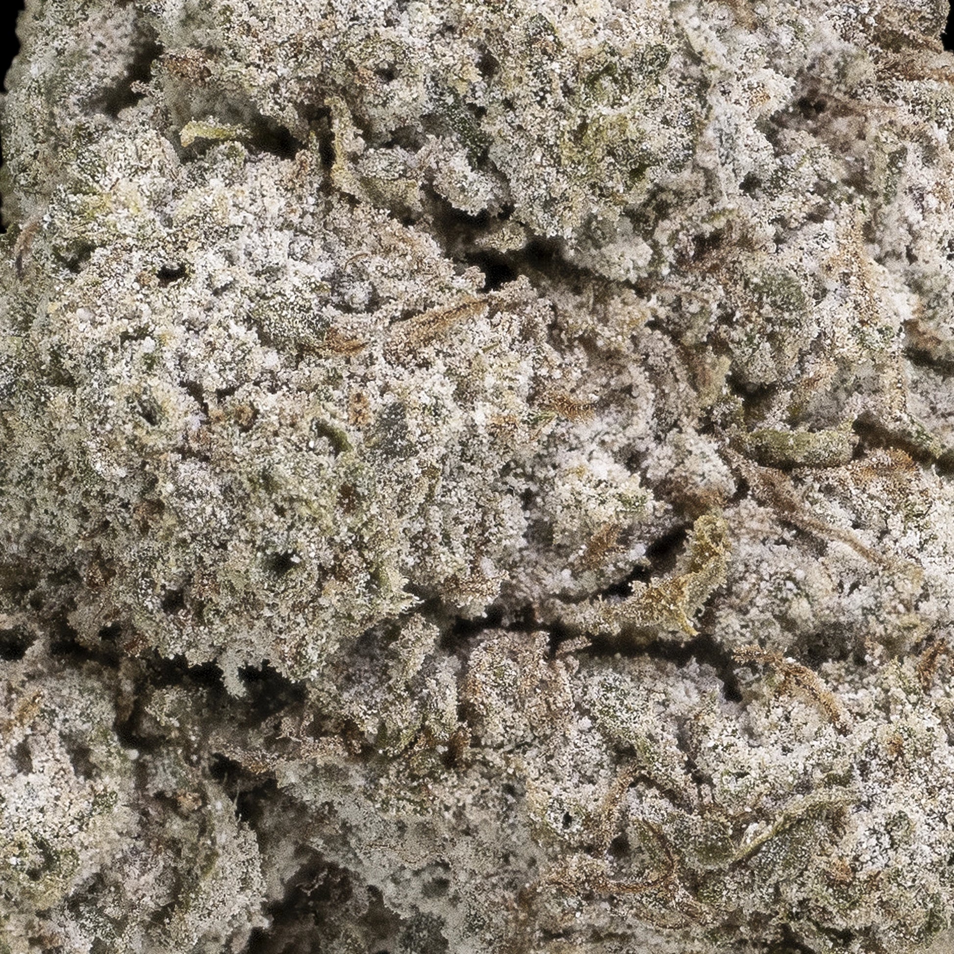 Nærbillede af N*1 Sativa topskud, dækket af tætte, glitrende trichomer og dybe grønne nuancer med perlemorsagtig overflade.