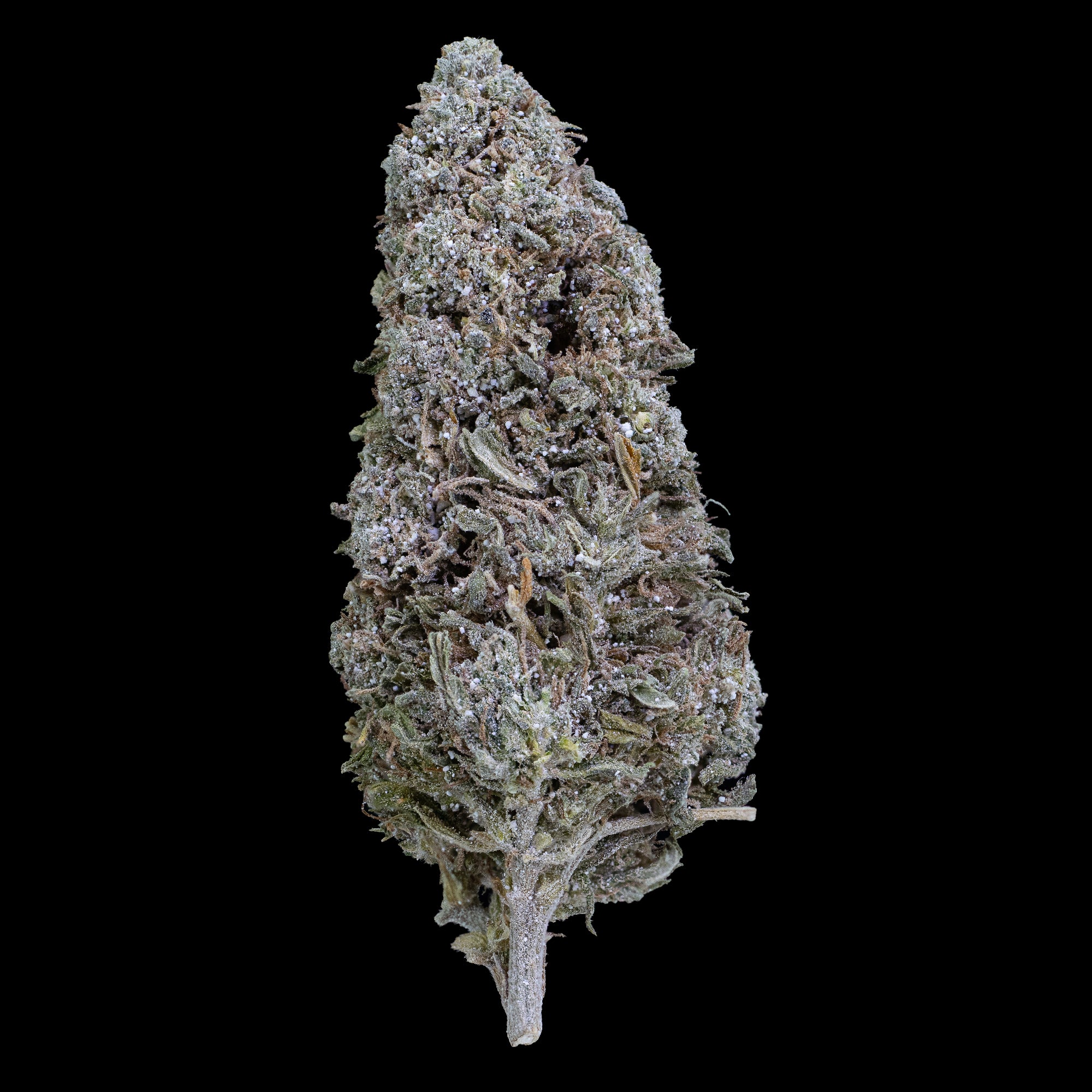 Et helt N*1 Sativa topskud mod sort baggrund, med kompakt struktur og frostet overflade dækket af glinsende harpikskrystaller.