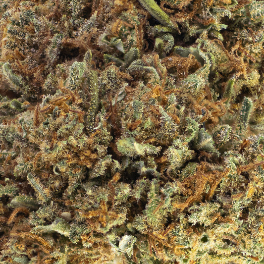 Makrobillede af Pineapple Express topskud, der viser en tæt struktur af grønne og orange nuancer dækket af krystallinske trichomer og fine harpiksdækkede hår.