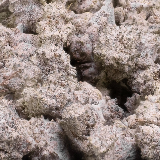 Close-up af Pink Zkittlez popcorn-bud med tydelig krystallinsk overflade og frisk grøn farvetone.