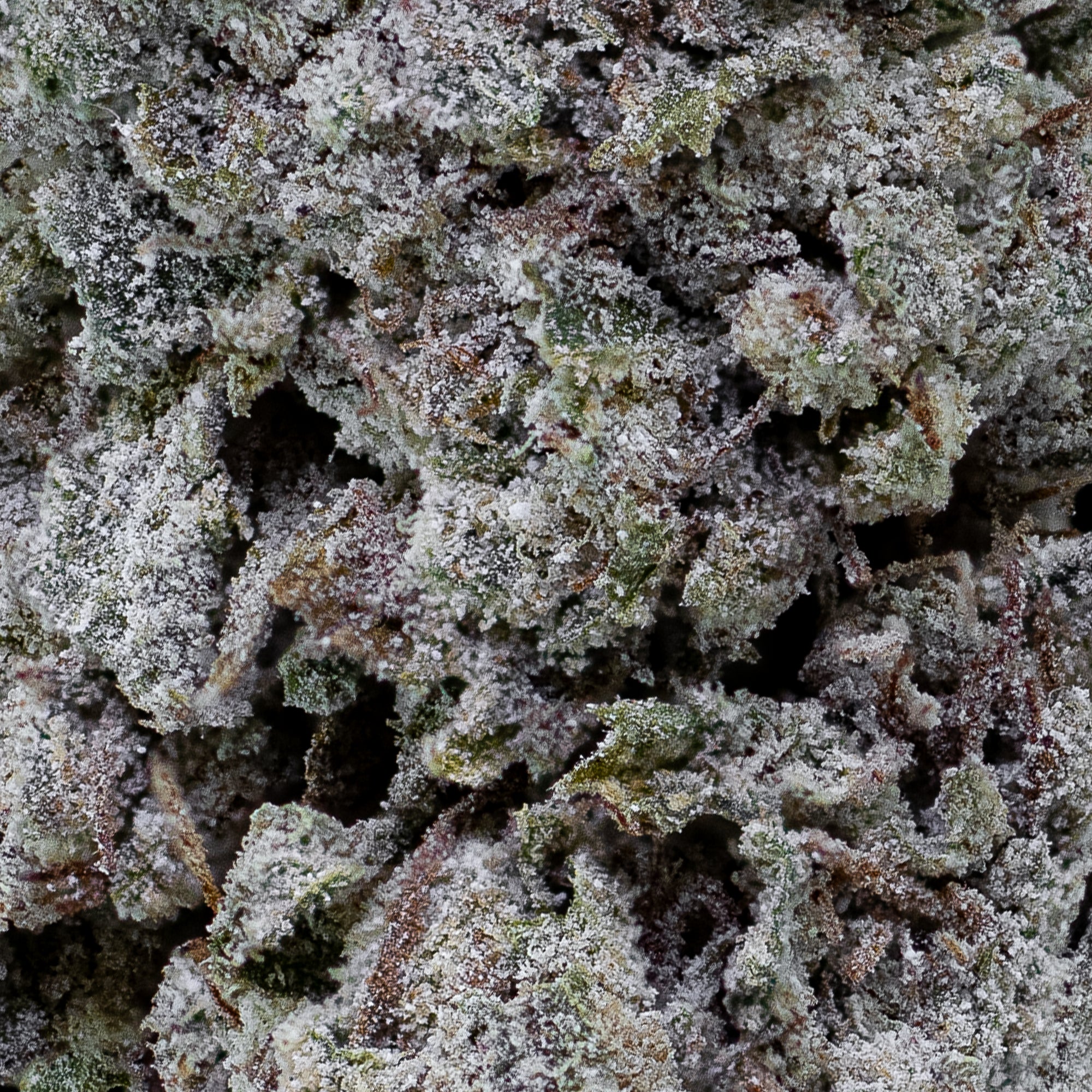 Makro-nærbillede af Snow Kush Glasshouse med tydelige trichomer, grønne og lilla farvefelter og teksturrig overflade. Fremhæver harpiksdækning og dyrkningskvalitet.