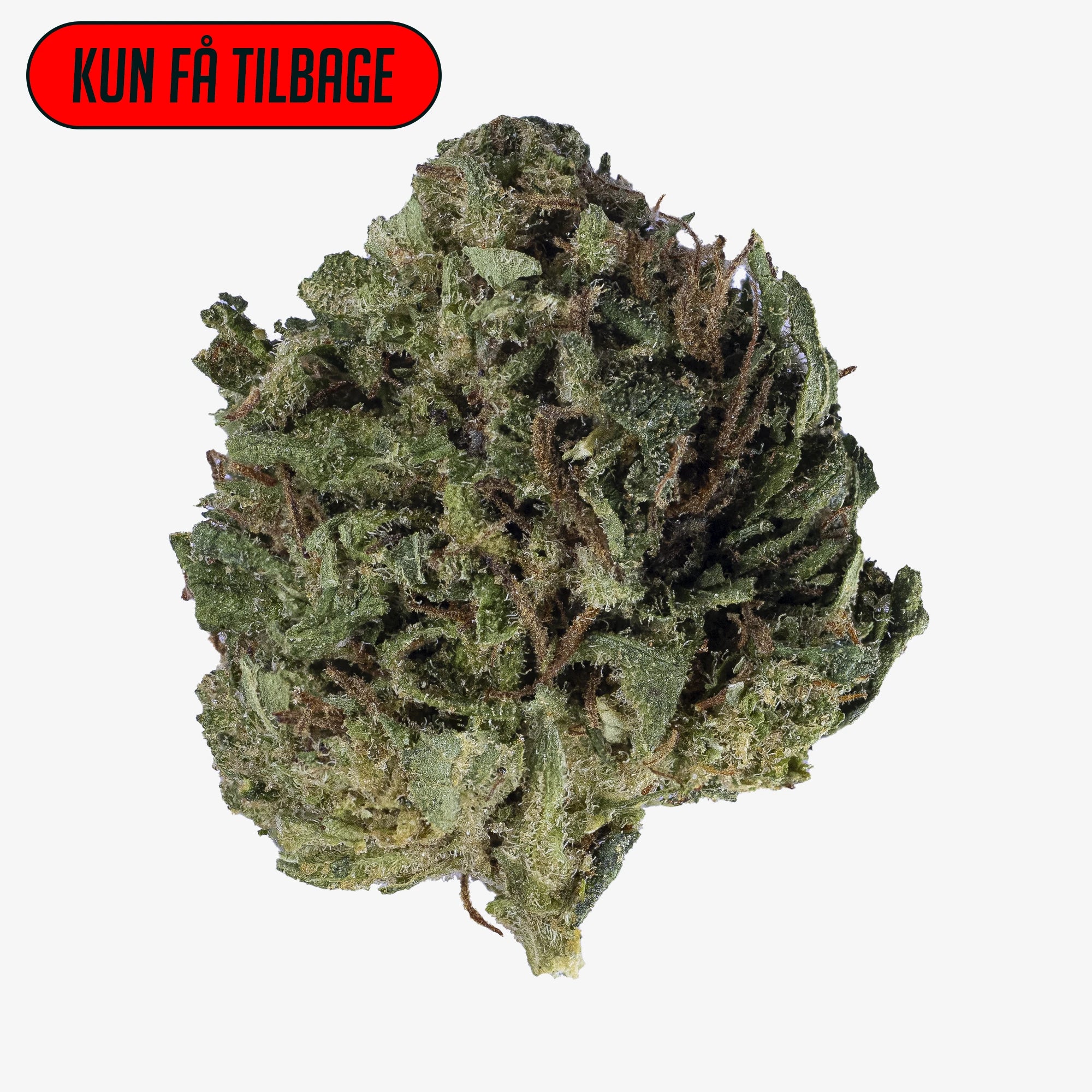 Gelato small buds med tæt struktur, dyb grøn farve og tydelige orange pistiller. Kompakte topskud dyrket i italiensk glasshouse.