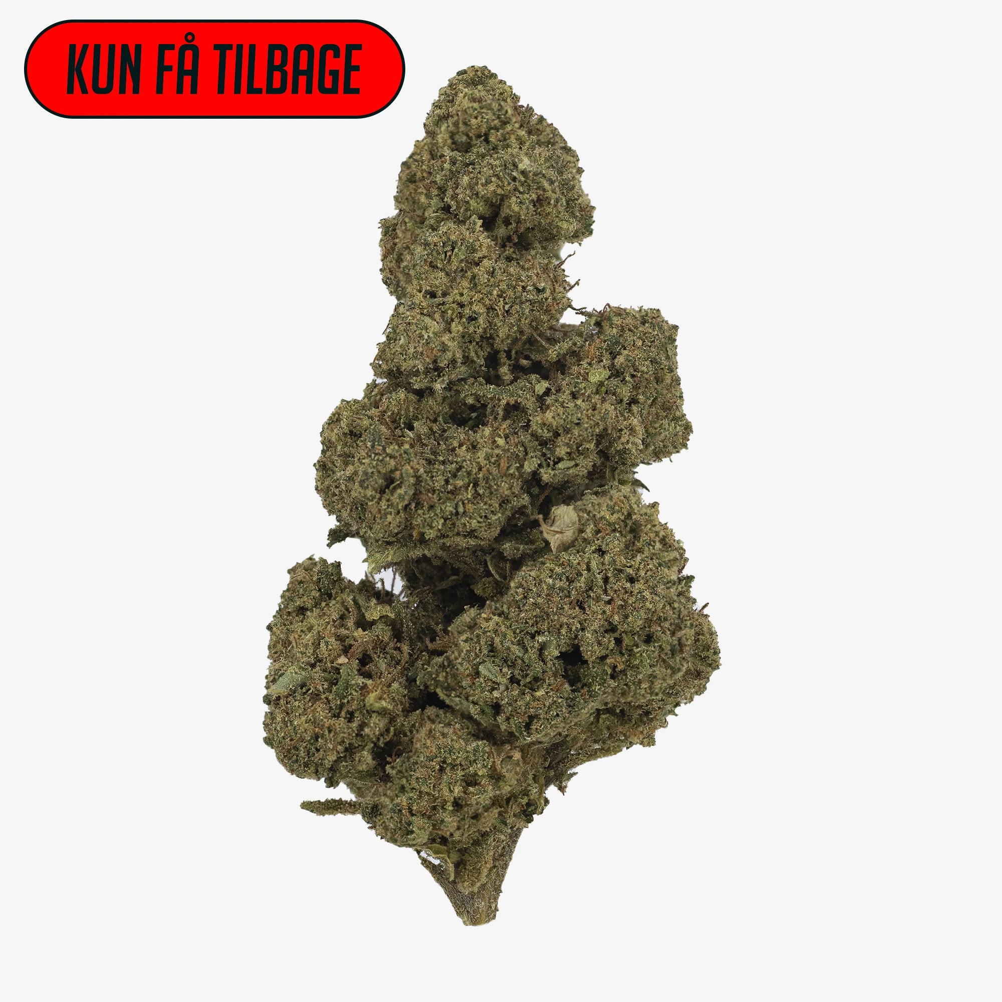 Et tæt og trichomedækket CBD-topskud af sorten Ultra Sour med dybgrønne og orange nuancer, fotograferet mod hvid baggrund.